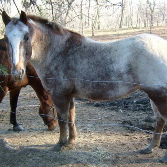 This Closet Supports a Small Animal Rescue. - Picture 6 of 15